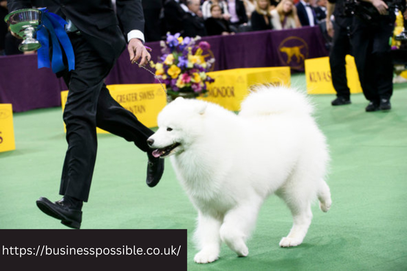 best in show for one nyt