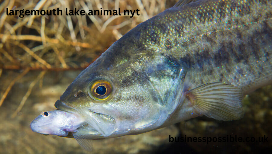 largemouth lake animal nyt