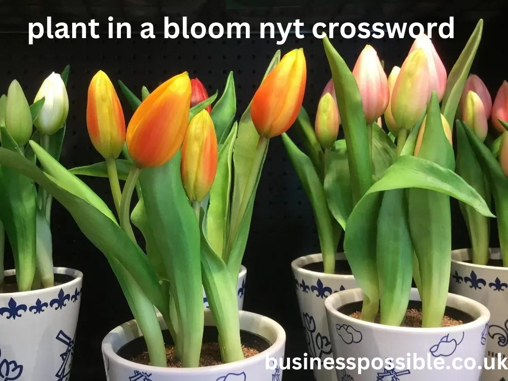 plant in a bloom nyt crossword